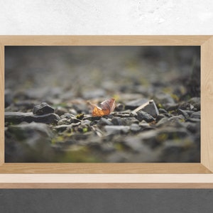 Lonely Leaf Photograph Digital Download