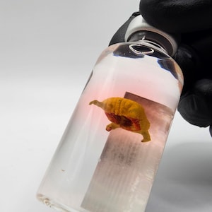 Half-Life 2 Headcrab Sample in a Jar – City 17 Cosplay Prop, Collectible