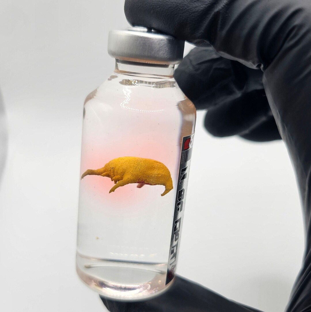 Half-life 2 Headcrab Flask City 17 Cosplay Prop, Collectible Game Prop ...