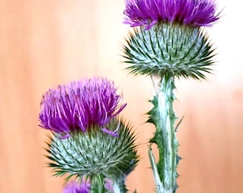 100 semi di cardo scozzese