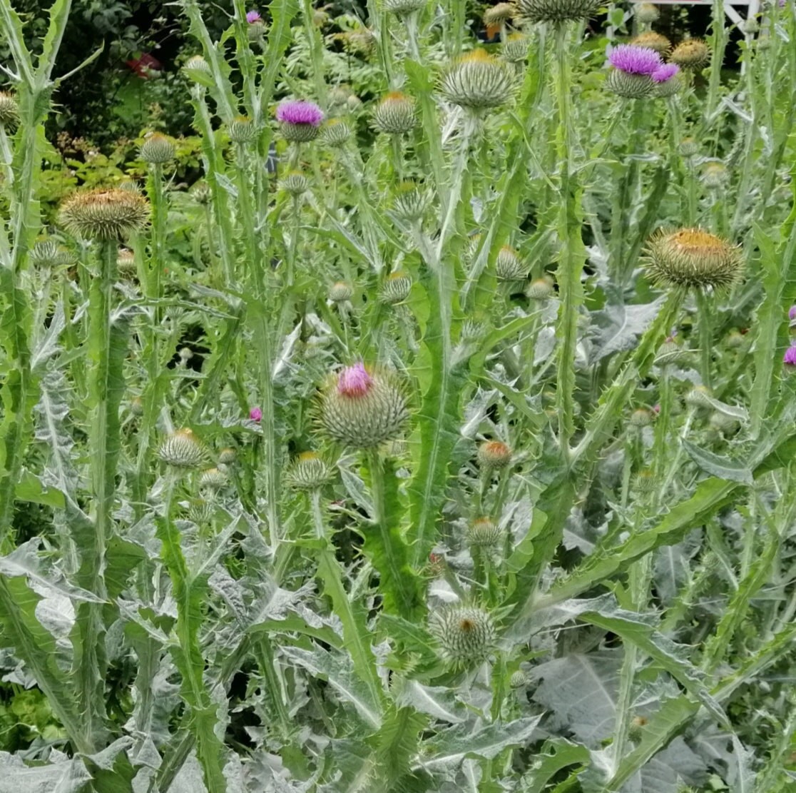 100 Scotch Scottish Thistle Seeds Etsy