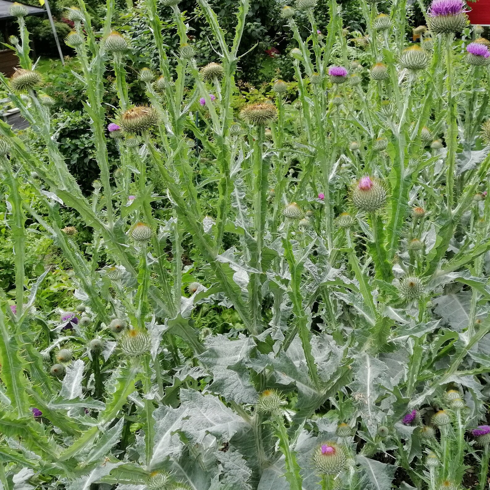 50 Scottish Thistle Seeds Etsy