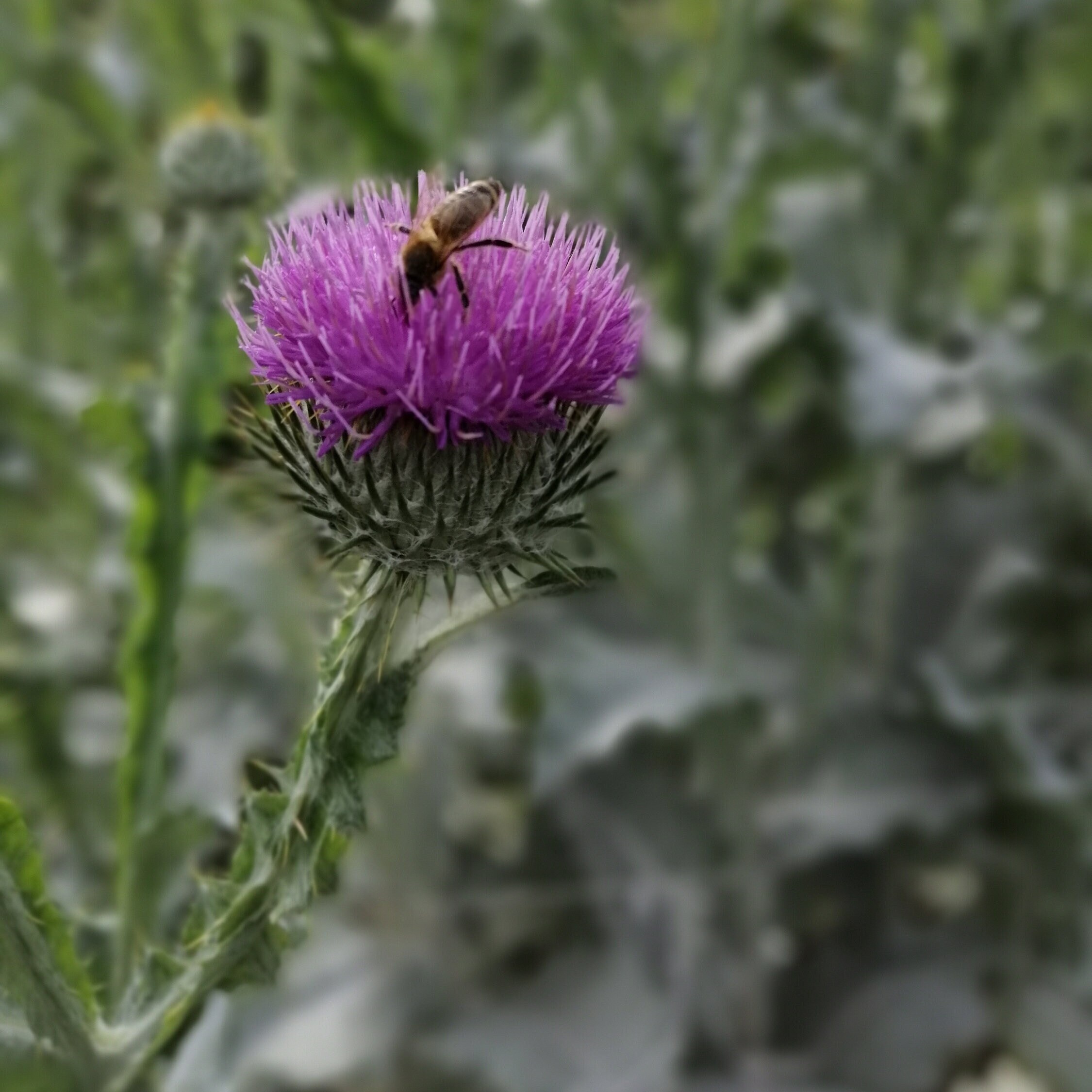 100 Scotch Scottish Thistle Seeds Etsy