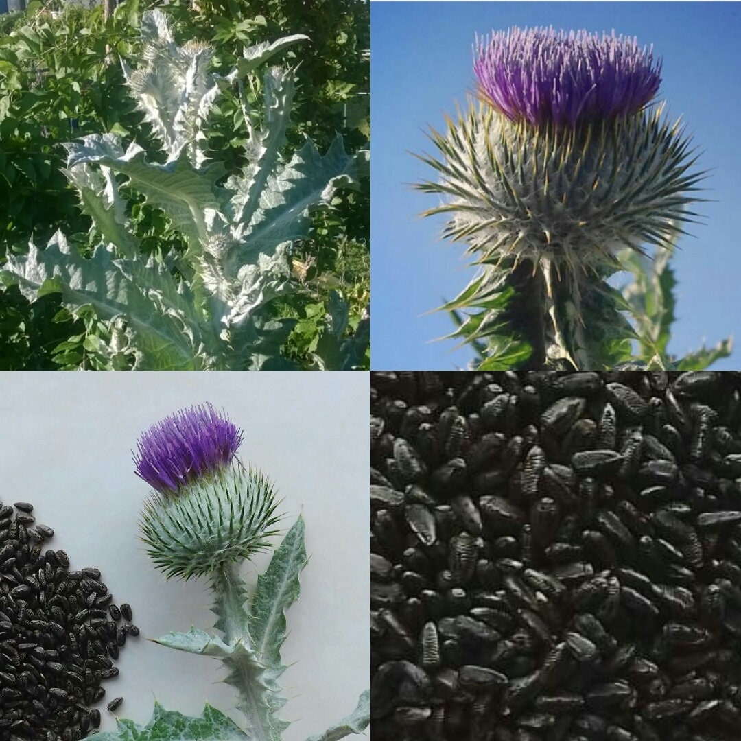 100 Scotch Scottish Thistle Seeds Etsy