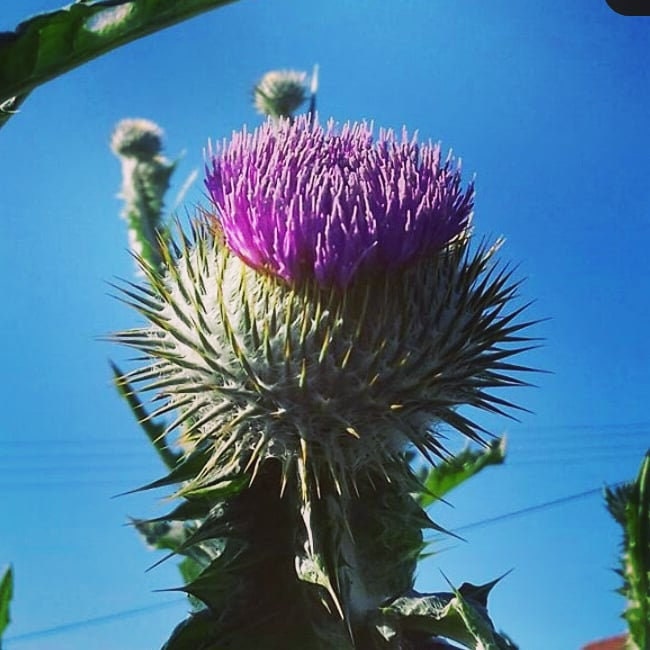 50 Scottish Thistle Seeds Etsy