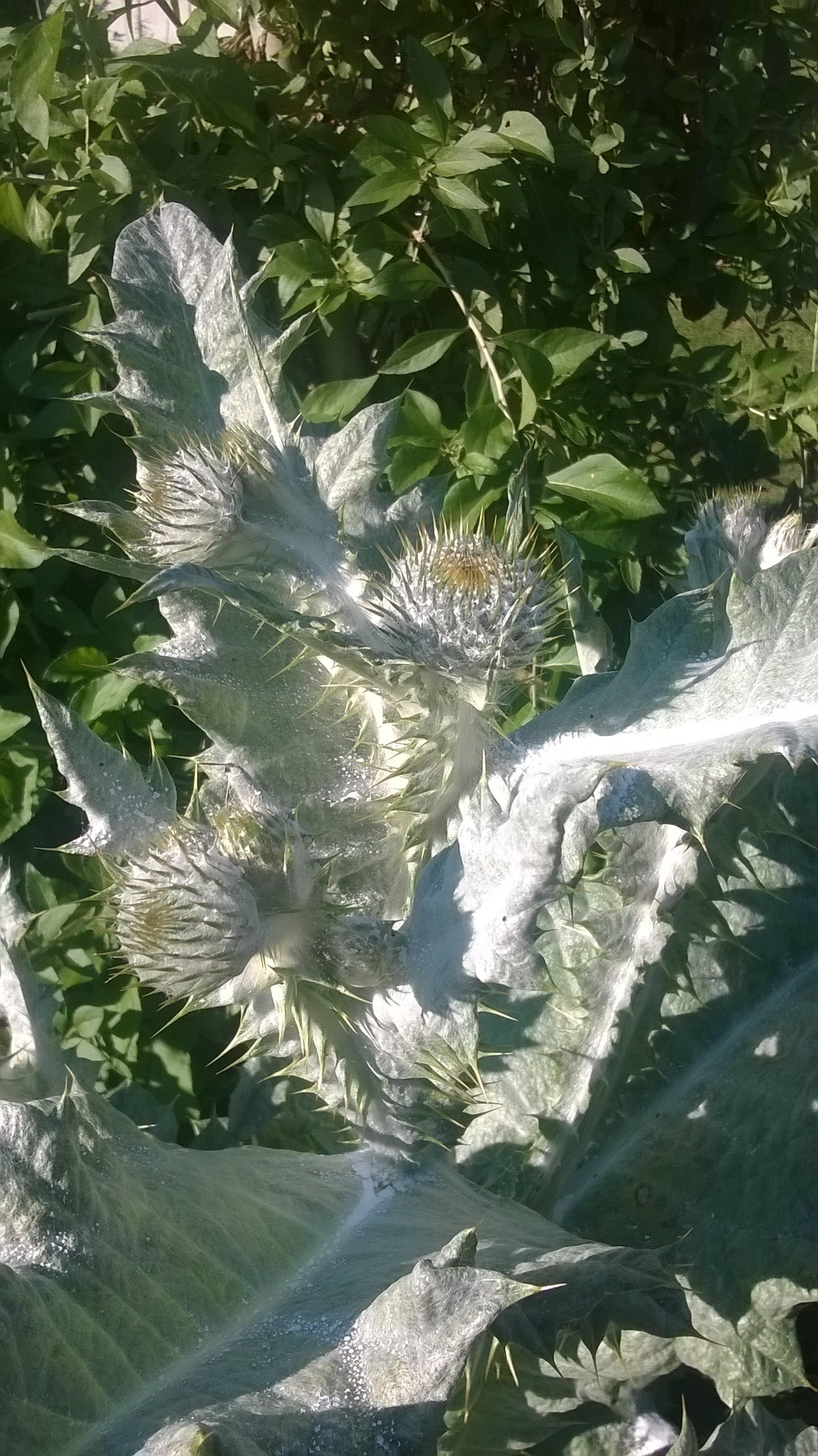 50 Scottish Thistle Seeds Etsy