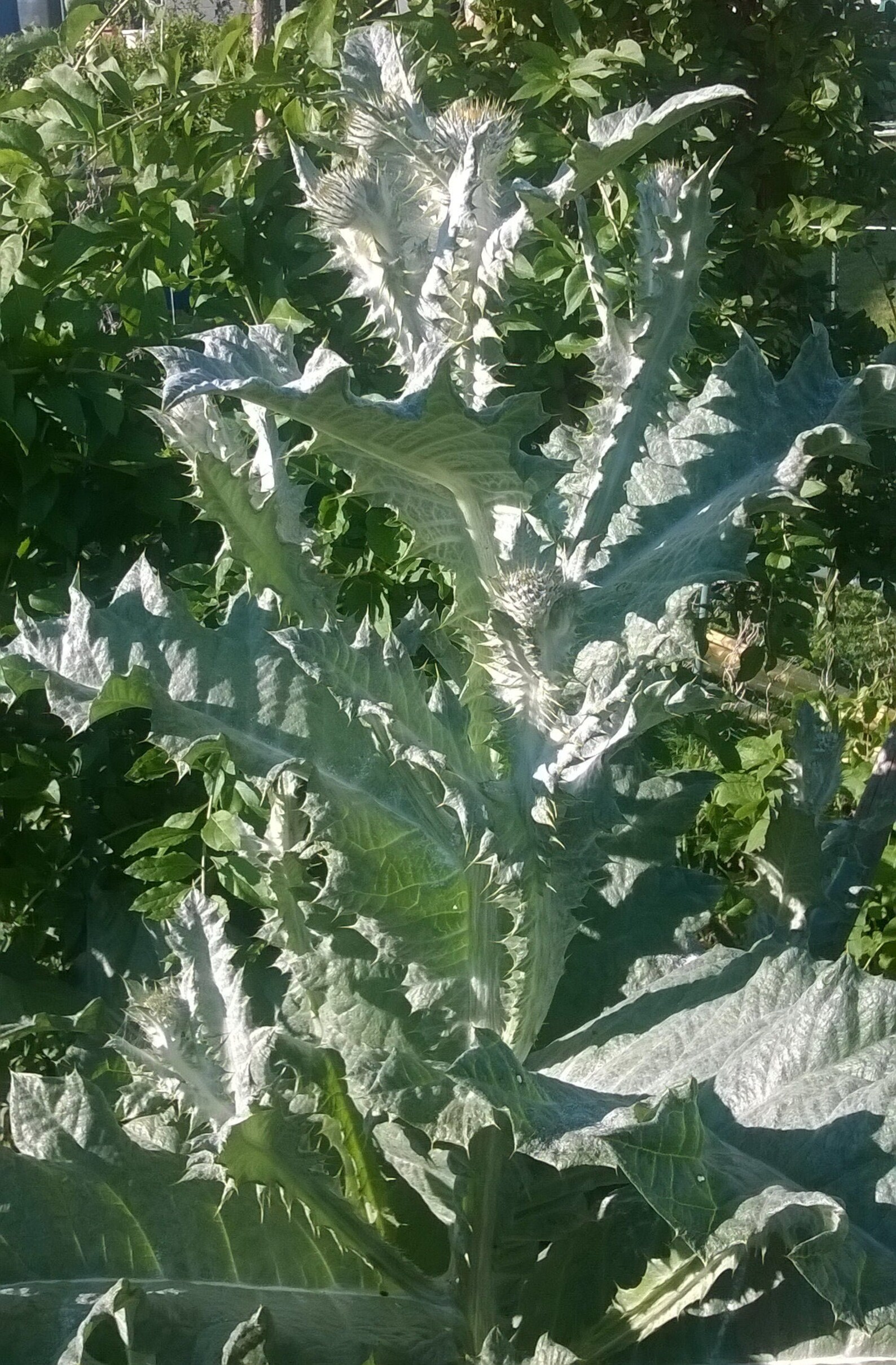 50 Scottish Thistle Seeds Etsy