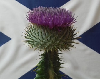 100 Scottish Scotch Thistle Seeds