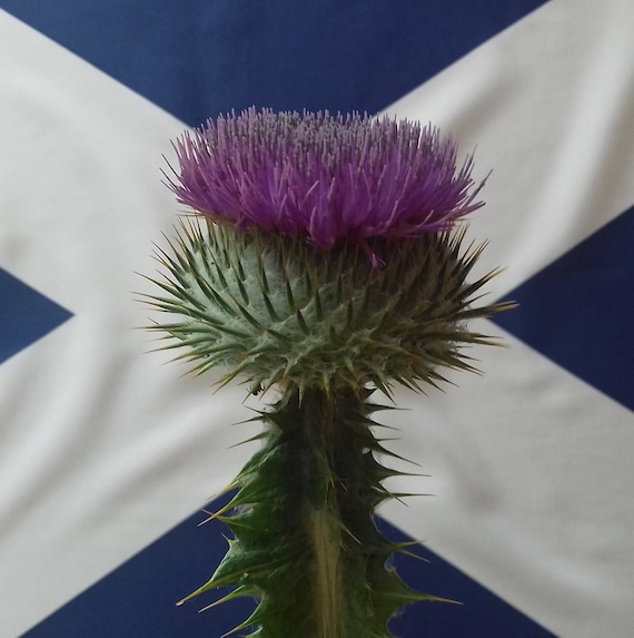 100 Schottische Distel Samen Scottish Thistle