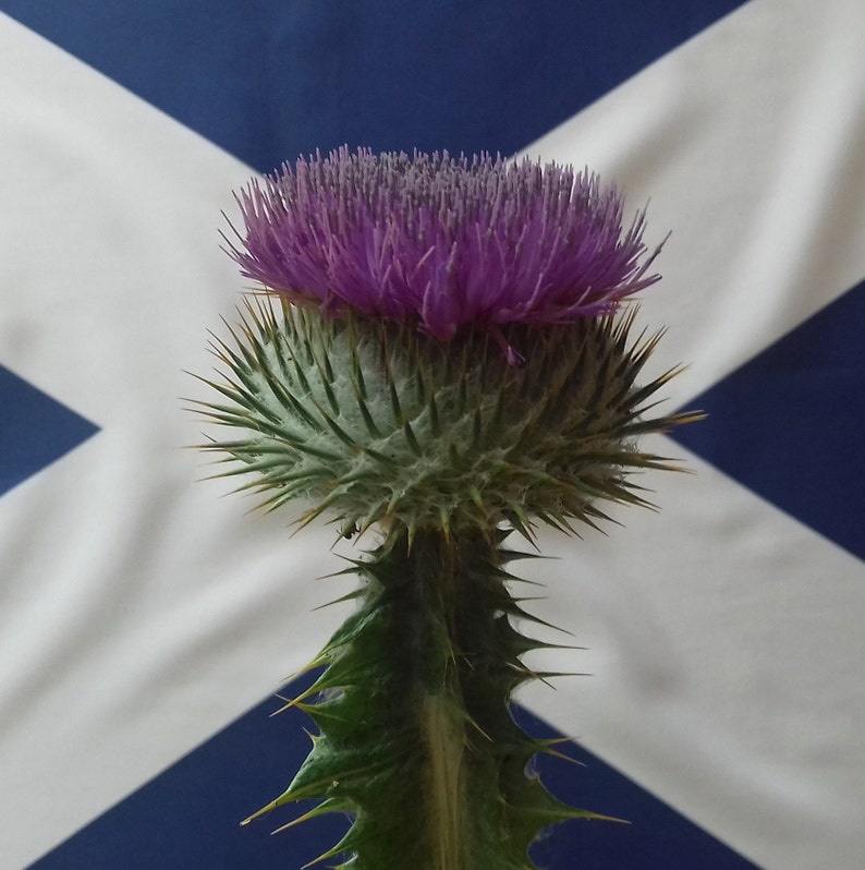 100 Scottish Scotch Thistle Seeds Etsy