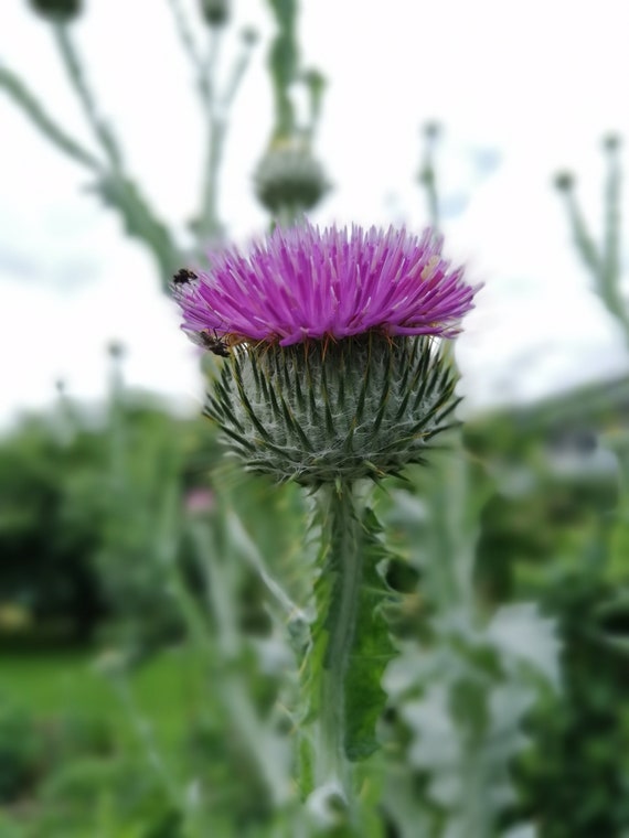 50 Scottish Thistle Seeds Etsy UK