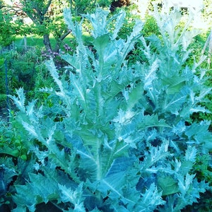 100 Schottische Distel Samen Scottish Thistle Bild 3