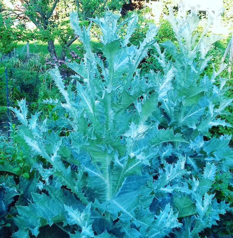 100 Scottish Scotch Thistle Seeds Etsy