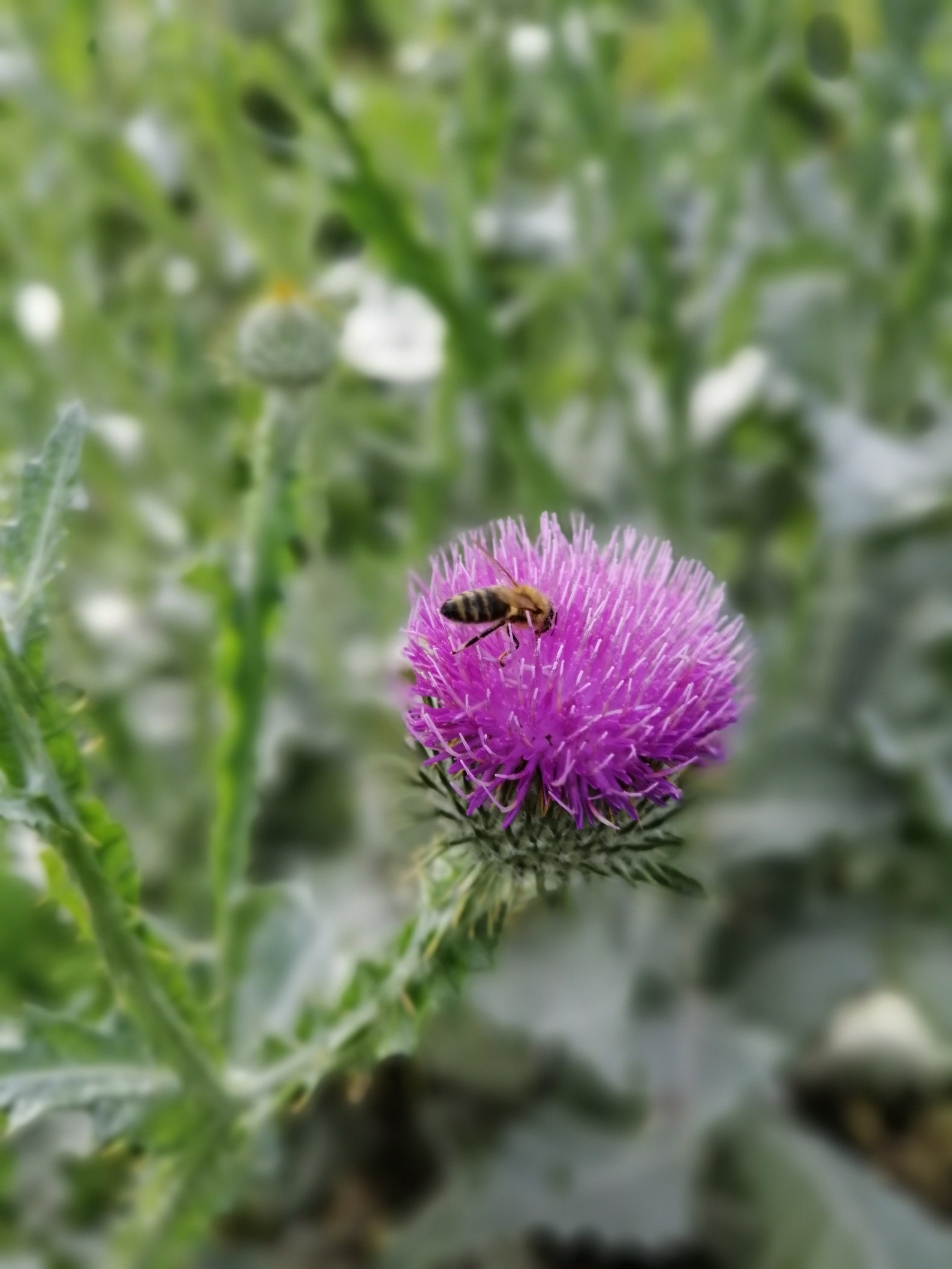 50 Scottish Thistle Seeds Etsy