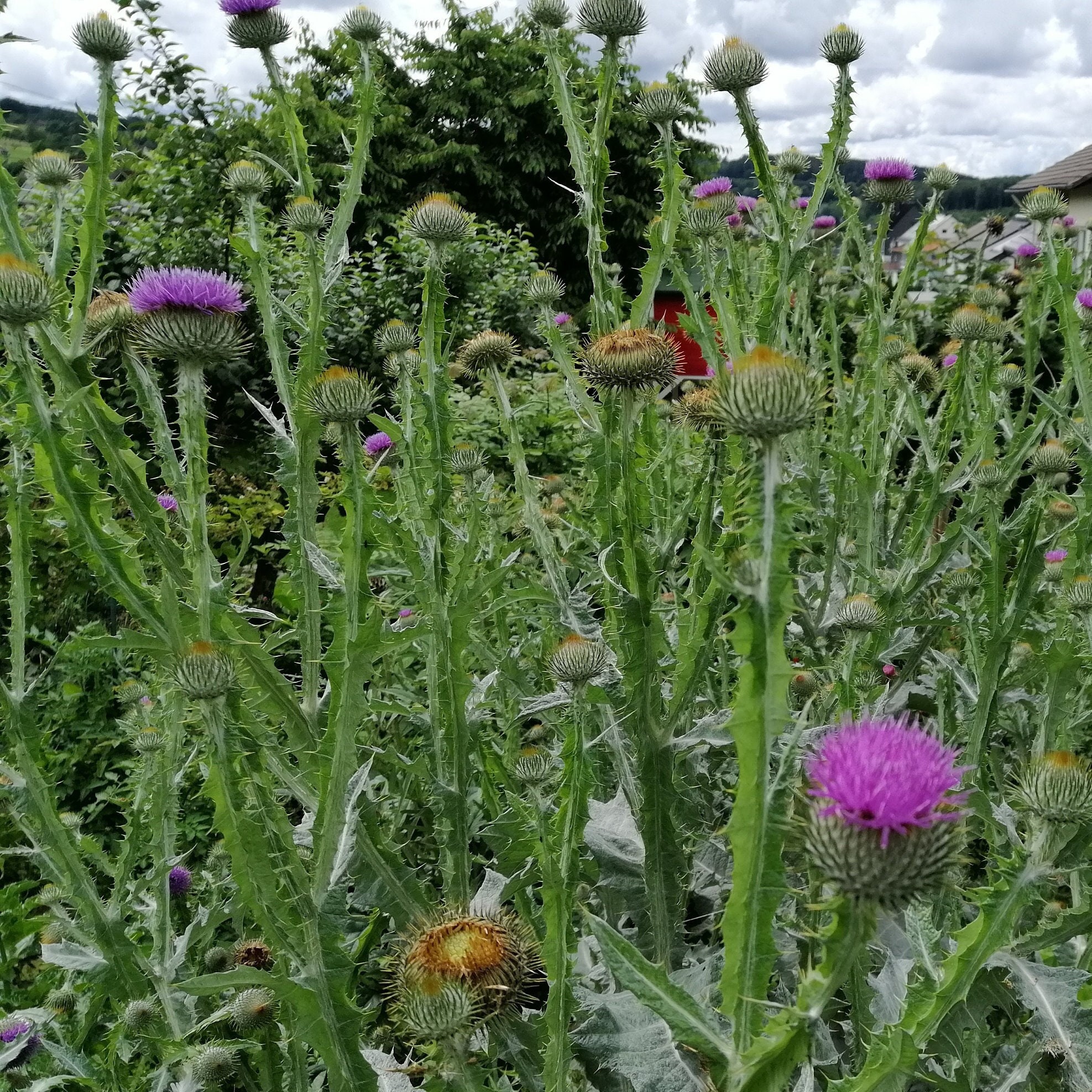 100 Scotch Scottish Thistle Seeds Etsy