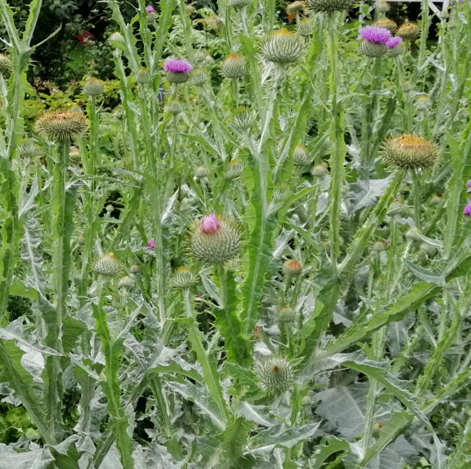 50 Scottish Thistle Seeds Etsy