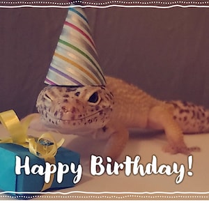 Goofy Leopard Gecko Reptile Funny Cute Happy Birthday Card