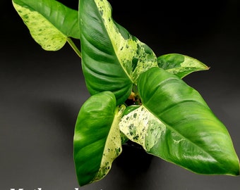 Rare Philodendron Alatisulcatum Variegata - Rooted and Unrooted Cuttings