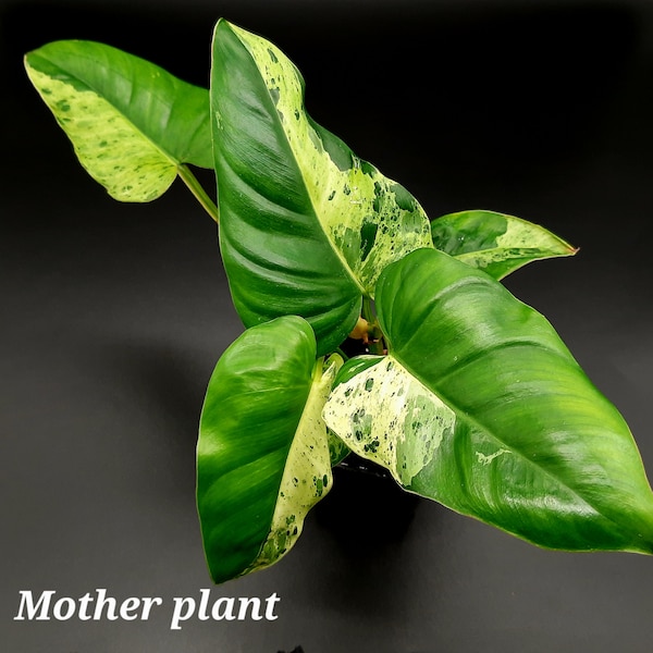 Rare Philodendron Alatisulcatum Variegata - Rooted and Unrooted Cuttings