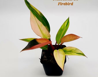 Philodendron 'Firebird' Variegata - A Flaming Foliage Spectacle n. 2 - bouture avec des racines
