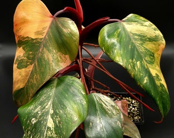 Philodendron Strawberry Shake - Variegated - Rooting Cuttings