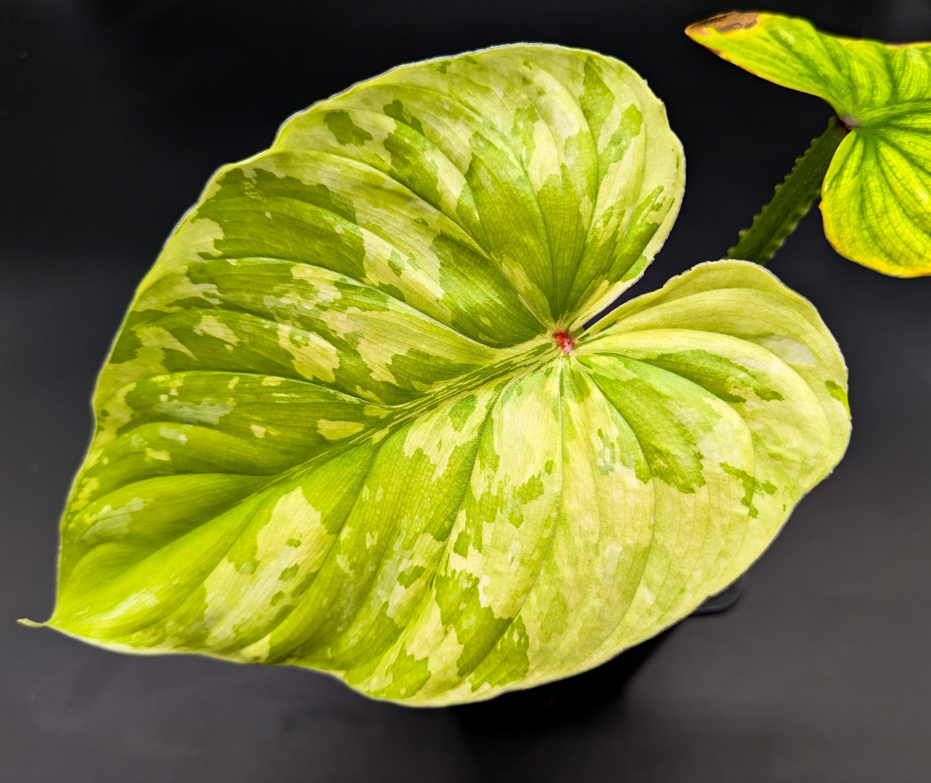 philodendron orange sun Philodendron Red Sun  Crazy Plant Bae