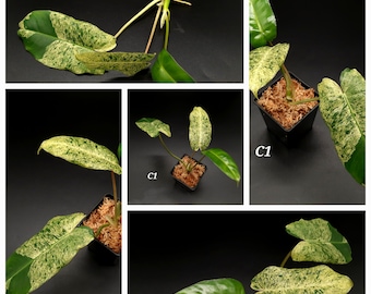 Scopri l'eleganza del filodendro Burle Marx Mint: una gemma rara per gli appassionati di piante - talee fresche dal 3 maggio