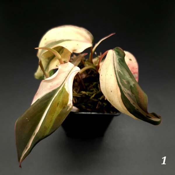 Philodendron Micans Mint Variegata - Plantas pequeñas totalmente enraizadas