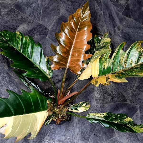 Philodendron Caramel Marmor Variegata