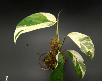 Monstera Laniata Variegata "Narrow Form" White - Exclusive Indoor Plant