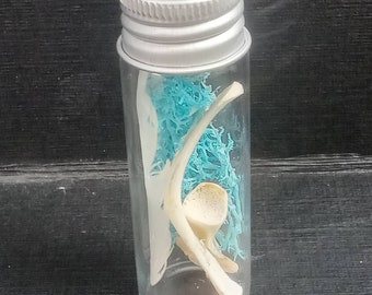 May include: A clear glass vial with a silver cap, containing a small bone and blue decorative filler. The bone is off-white and has a curved shape. The vial is displayed against a dark background.