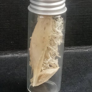 May include: A small, clear glass vial with a silver metal screw-top lid. The vial contains dried, light beige plant matter, including what appears to be a leaf and a cluster of small, branching pieces. The vial is cylindrical and sits upright.
