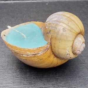 May include: A handmade candle in a large, natural seashell. The candle wax is a bright turquoise color, contrasting with the shell's beige and brown tones. A white wick is centered in the wax. The shell is resting on a dark gray surface.