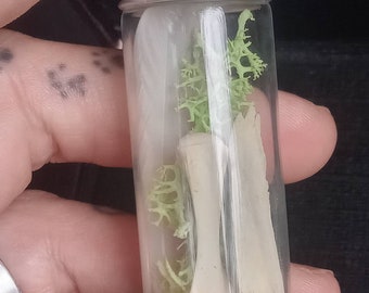 May include: A small, clear glass vial with a silver cap, filled with dried green moss, white feathers, and bone fragments. The vial is held in a hand, showcasing the natural elements within.
