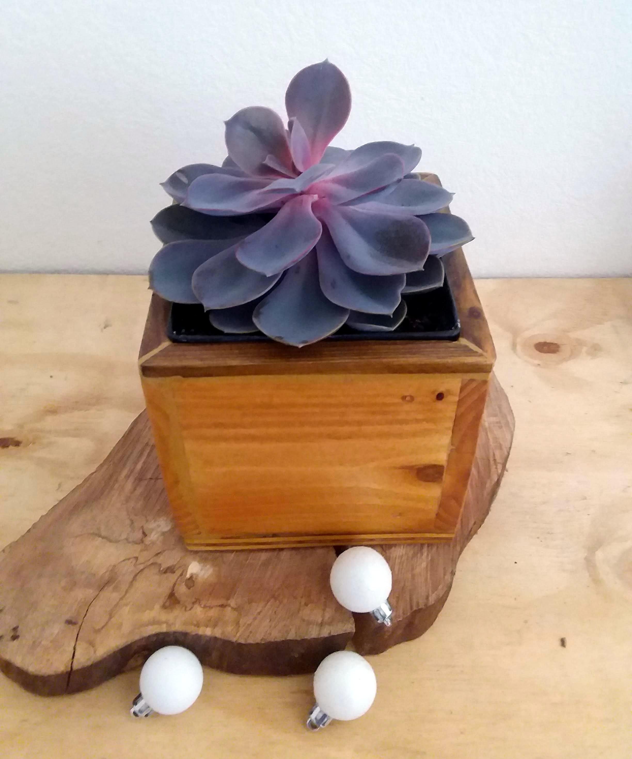 Mini Cube en Bois, Bac Pour Plante d'intérieur/Vendu Sans Plante