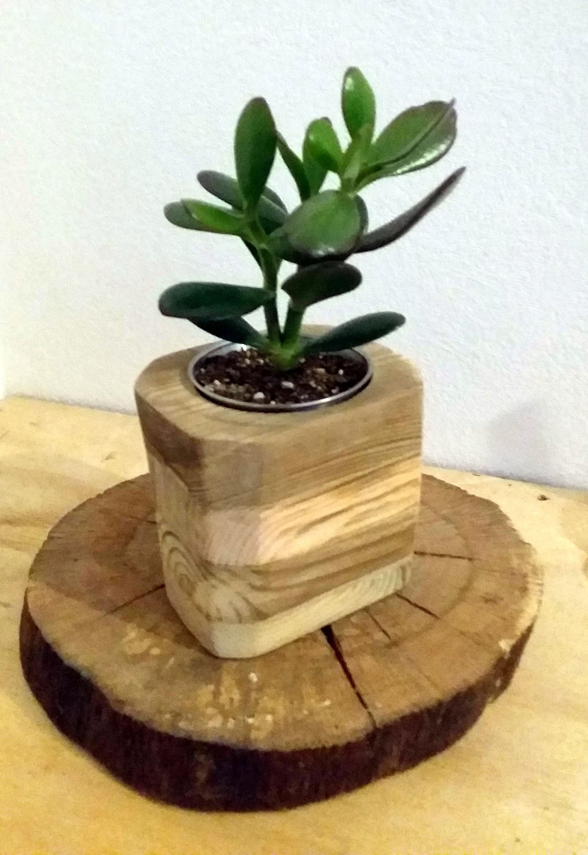 Mini Pot en Bois avec Une Plante d'intérieur, Succulente, Mini Bac Un Crassula Ovata