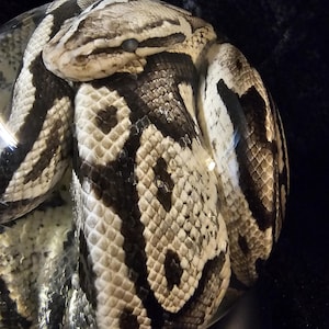 May include: A coiled snake with a pattern of black and white scales. The snake's head is visible, with a dark eye and a light-colored snout. The snake is resting on a dark surface.