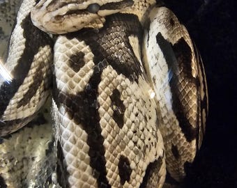 Preserved ball python