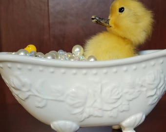 patito de bañera