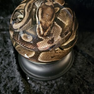May include: A ball python coiled on a black pedestal. The snake's patterned scales display shades of brown, tan, and black. The snake's head is visible, with its eyes and scales in focus. The pedestal is a solid, dark color.