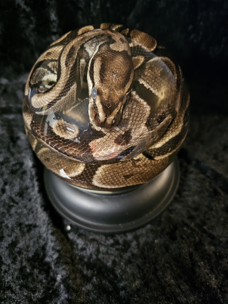 May include: A ball python coiled on a black pedestal. The snake's patterned scales display shades of brown, tan, and black. The snake's head is visible, with its eyes and scales in focus. The pedestal is a solid, dark color.
