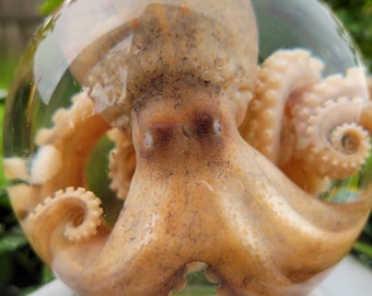 Preserved octopus in globe