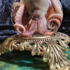 Preserved octopus with vintage base