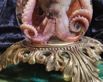 Preserved octopus with vintage base