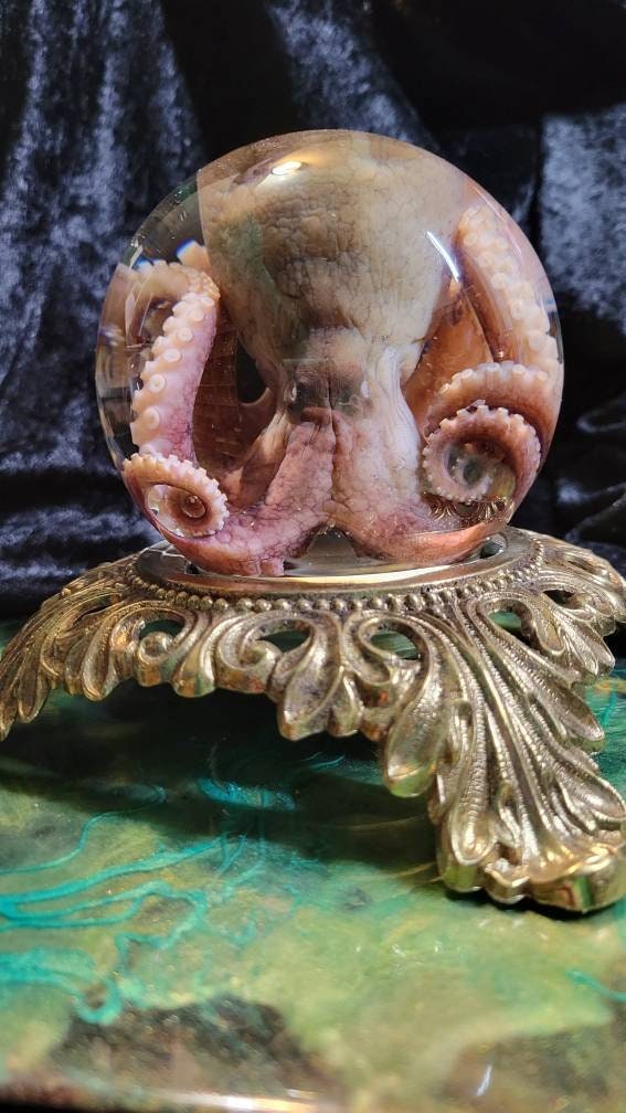 Preserved octopus with vintage base