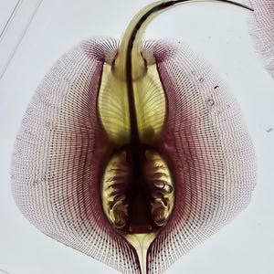 May include: A diaphanous, scientific specimen of a stingray featuring a translucent body with visible internal skeletal structures in shades of yellow and deep purple. The specimen is displayed against a white background with a visible ruler.
