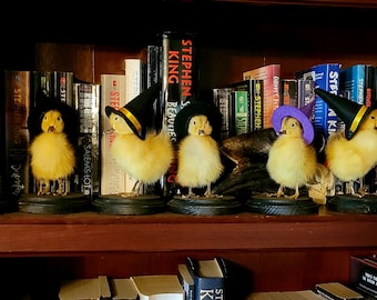 Patito de bruja taxidermia
