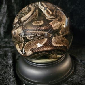 May include: A decorative glass sphere containing a ball python. The snake's brown and tan patterned scales are visible through the clear glass. The sphere sits on a black, round base, against a dark background.