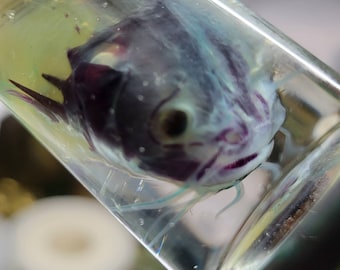 Diaphonized bullhead catfish