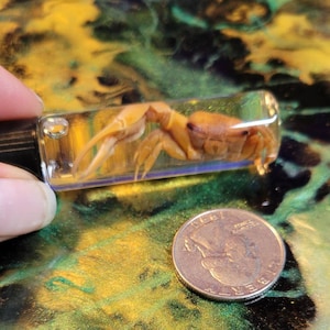 Ejemplar húmedo de cangrejo violinista